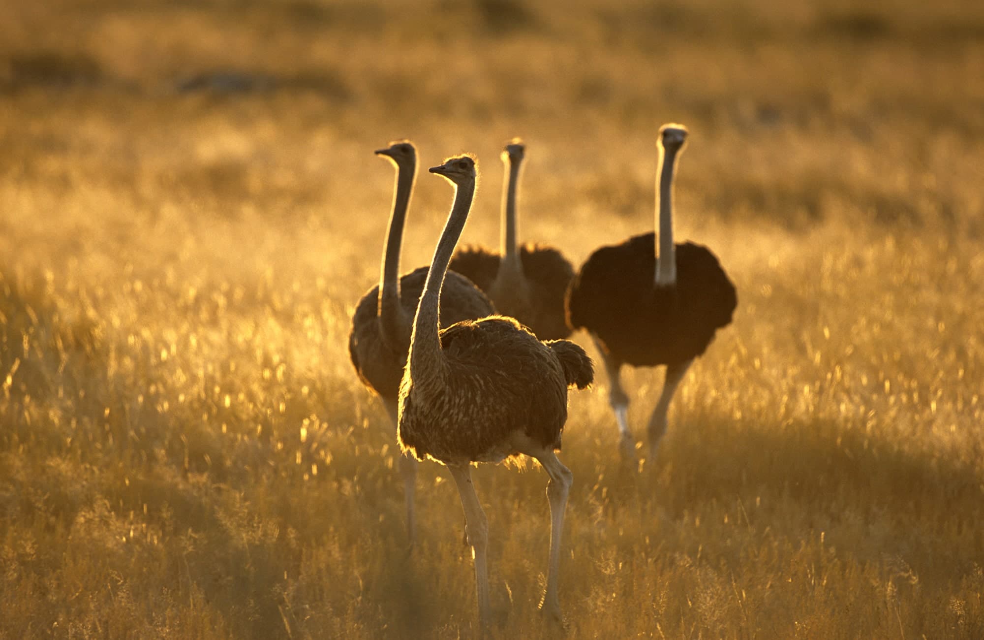 Kalahari Experience (7)